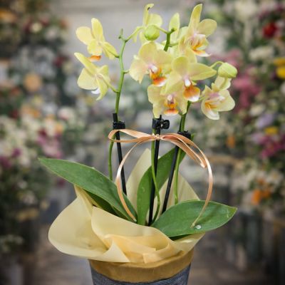 Brighten Your Day with an Exquisite Orchid Bouquet
