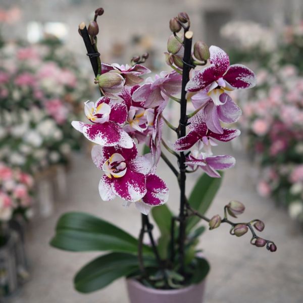 Exquisite Orchid Birthday Gift Selection in Paphos