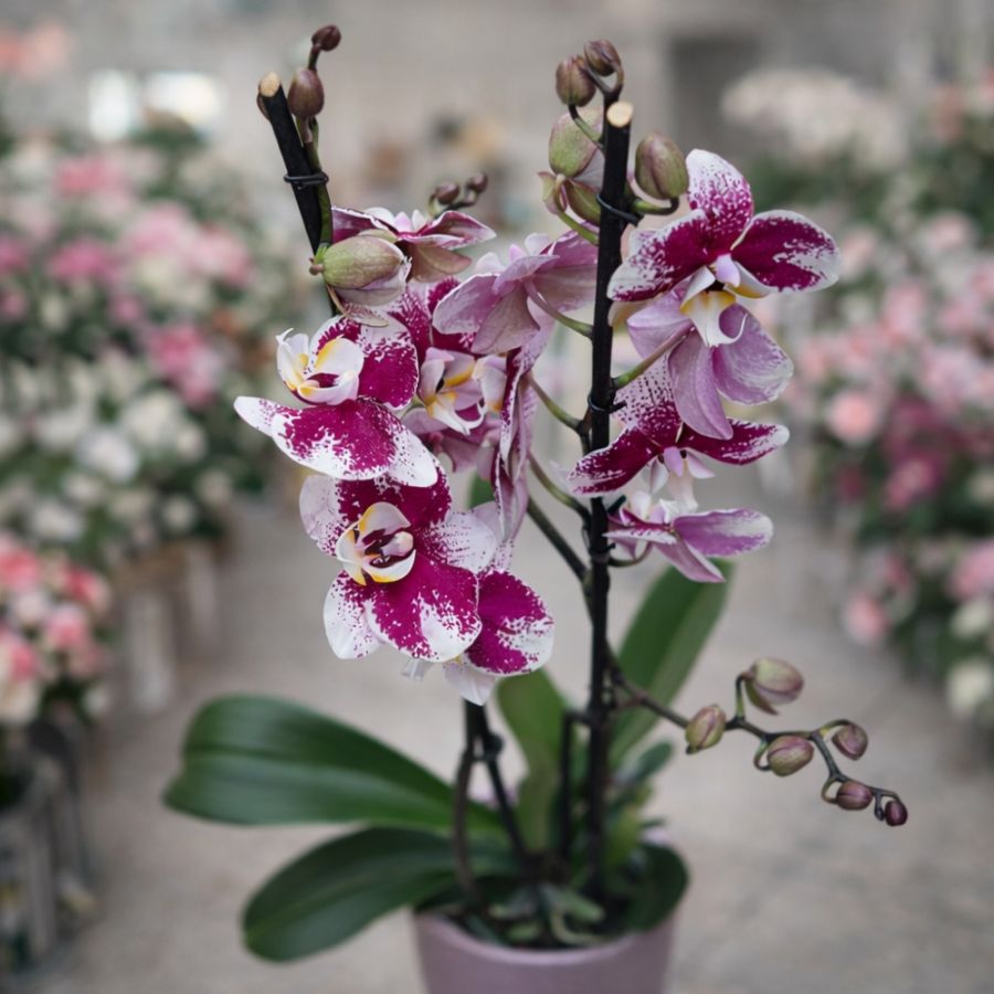 Exquisite Orchid Birthday Gift Selection in Paphos