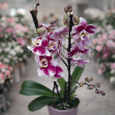 Elegant Orchidea Birthday Gift Paphos Contact Us T