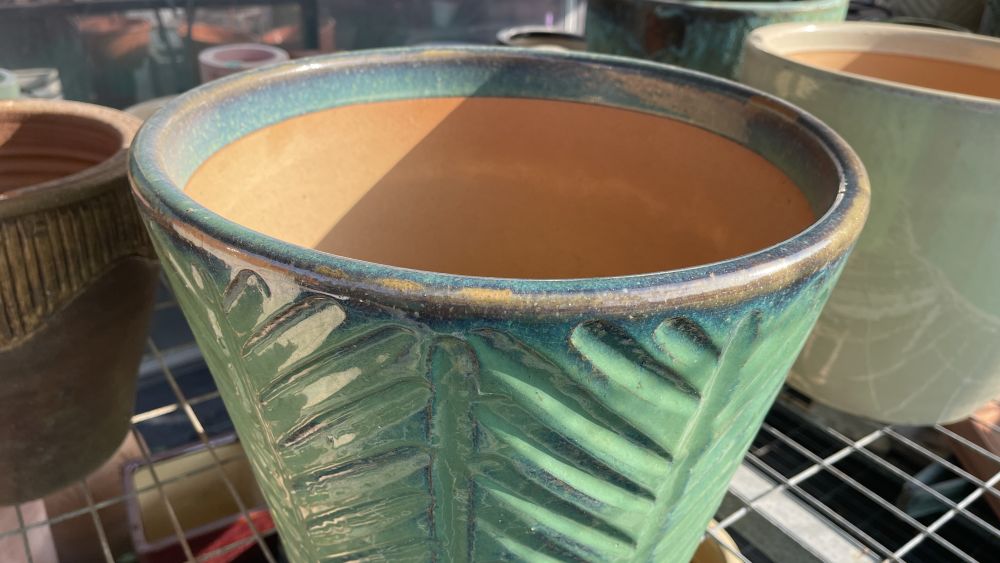 whimsical-garden-plants-paphos-explore-enchanting-floral-variety