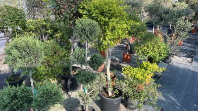 Opulent Romantic Flower Design Tala Unleash Luxury