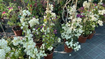 Elegant Private Party Decoration Sea Caves Create 