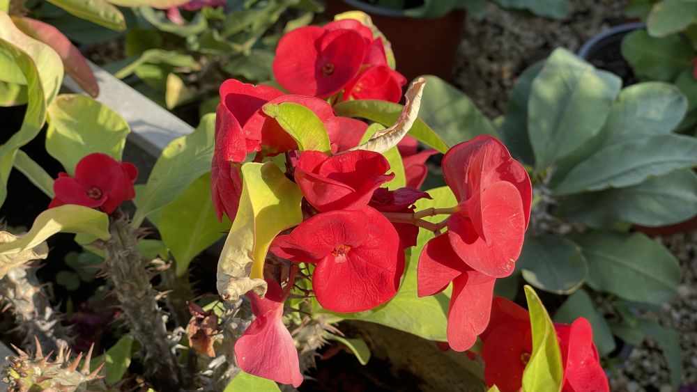 custom-elegant-event-flowers-kissonerga-personalize-your-floral-experience