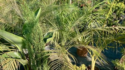 Mediterranean Plants