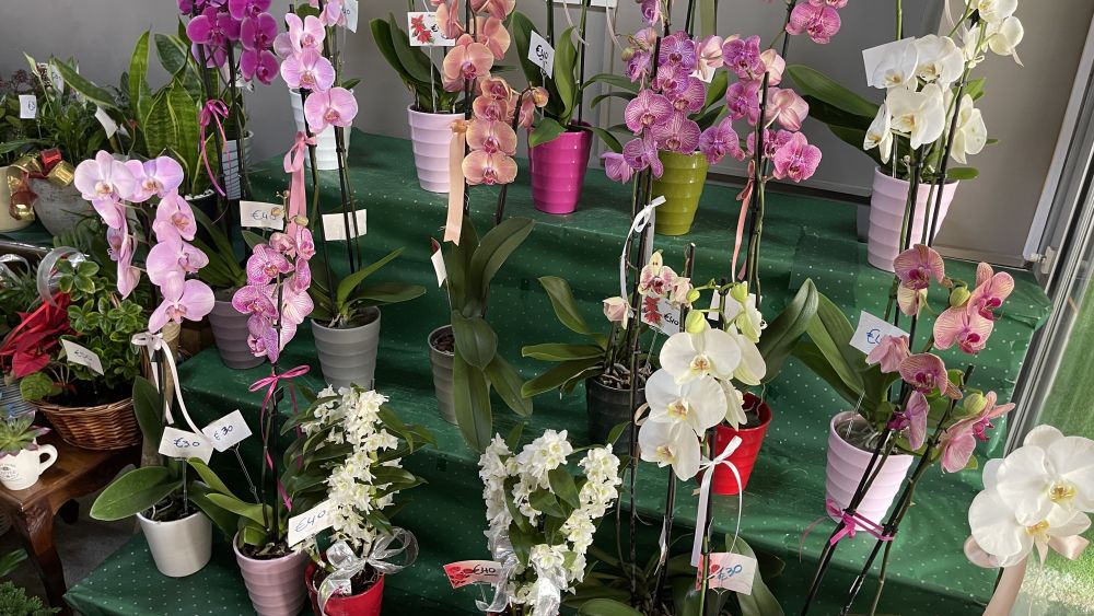 luxurious-shrub-design-tala-transform-your-space-with-elegance