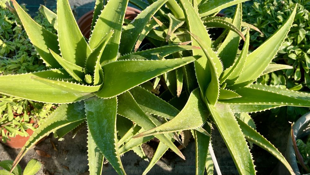 elegant-corporate-florals-peyia-impress-with-style